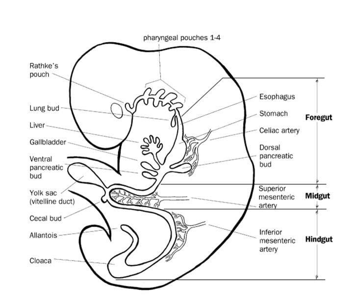 Gastrointestinal Disorders Toronto Centre for Neonatal Health