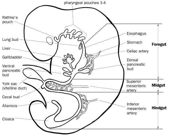 gastrointestinal disorders